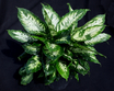 dieffenbachia