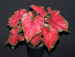 caladium