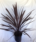 Cordyline purple tower