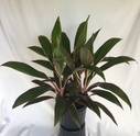 Cordyline Pink Diamond 10in