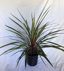 Cordyline sundance