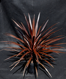 red star cordyline