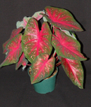 red flash caladium