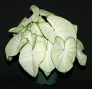 florida moonlight caladium