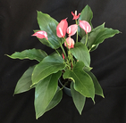 Anthurium pizzazz