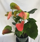 Anthurium Rose Blush 8in and 10in 