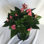 Anthurium Tickled Pink 6in 8in