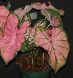 Caladium pink splash