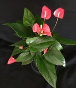 Anthurium salsa