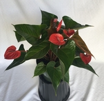 Anthurium Red Heart 8 in