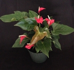 anthurium pacora