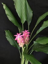 Curcuma shocking pink