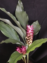 Curcuma torch thai garnet