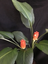 Curcuma potnichar orange