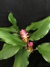 Curcuma royal scepter