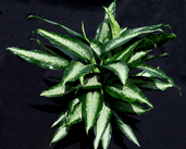 Panther Dieffenbachia