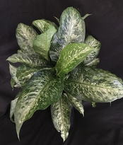 Memoria Corsii Dieffenbachia