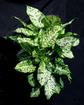 Parachute Dieffenbachia