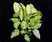 Ely Dieffenbachia