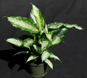 Tiki Dieffenbachia