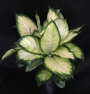 Tropic Marianne Dieffenbachia