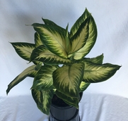 Dieffenbachia Nicole 8in