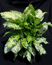 Mary Dieffenbachia