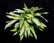 Star Bright Dieffenbachia