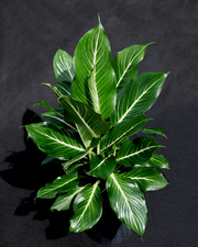 Sterling Dieffenbachia