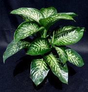 Tropic Snow Dieffenbachia