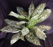 Tropic Rain Dieffenbachia