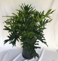 Philodendron Lickety Split 8in