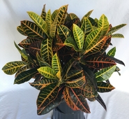 Croton Petra 8in 10in 14in