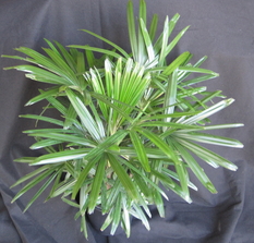 Rhapis excelsa lady palm