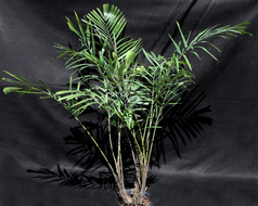 arenga engleri palm