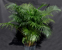 dypsis lutescens areca palm